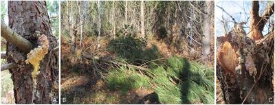 Interactive Effects of Tree Mixing and Drought on a Primary Forest Pest